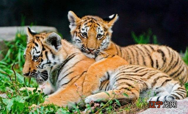 解人颐：生肖虎2019年运势，看完之后记得分享给身边属虎的朋友