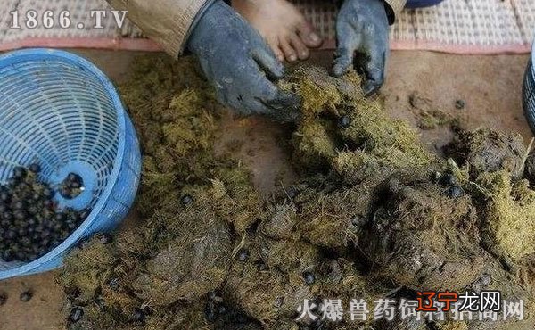梦见捡梦见捡蘑菇是什么意思_梦见吃牛粪干_梦见捡干牛粪