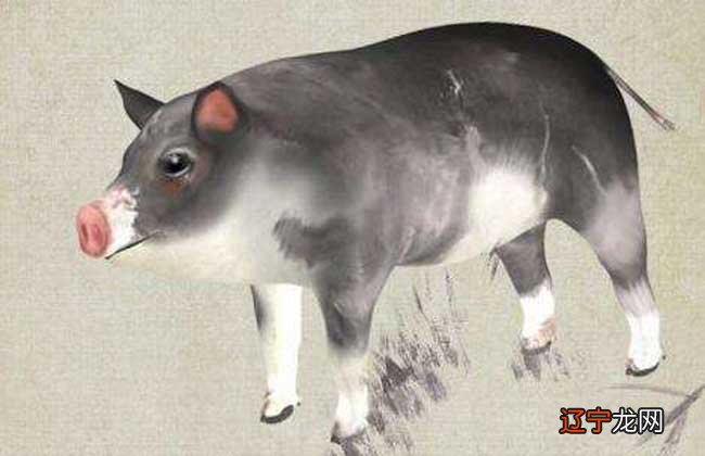 小编为:1995年五行属性详情解析,超准!