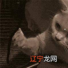 家里来猫风水上好不好?家里和狗的风水建议