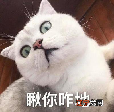 家里来猫风水上好不好?家里和狗的风水建议