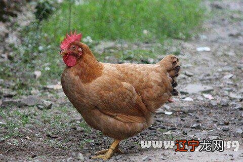 慈世堂：男人梦见鸡下蛋是什么意思呢？