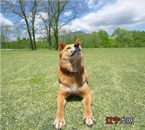 1994年出生属什么生肖的人属相为狗，你知道吗？