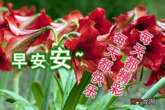 图 给出不同时辰出生的“命”的大体情况