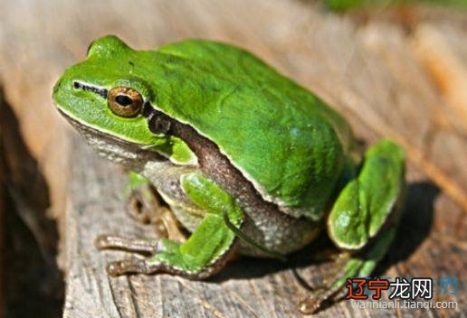 风水堂：孕妇梦见蛇吃青蛙的预兆