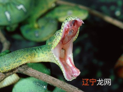 风水堂：孕妇梦见蛇吃青蛙的预兆