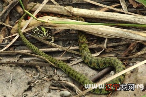 风水堂：孕妇梦见蛇吃青蛙的预兆
