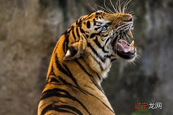 2022年属什么生肖,属虎人本命年适合佩戴什么佩戴