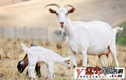 阳历2003年出生是什么生肖?木马主人不宜钱财方面详解