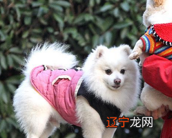 慈世堂:房间太小别养鸟,吉祥好运也会越来越少