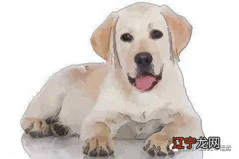 属狗人2017年运势运程详细解答人运势详细解析