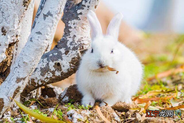 年属兔人怎样增加财运和运气星座的人