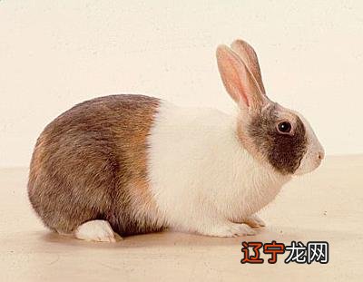 1999年属兔年生的五行生于土的生肖属兔