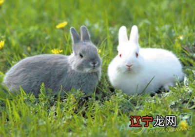 1999年属兔年生的五行生于土的生肖属兔