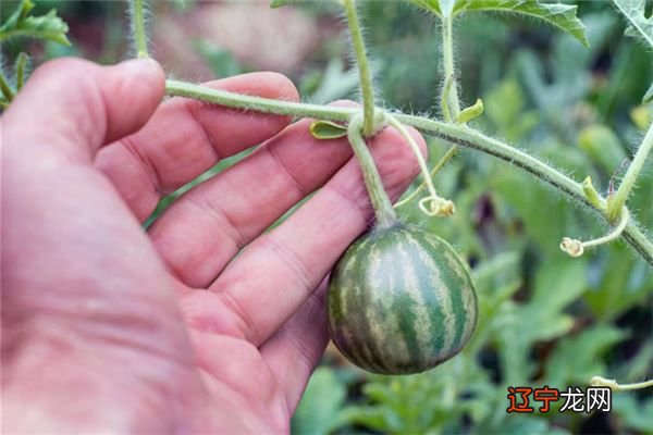 梦见分西瓜 是什么意思?好不好，代表着什么?快来看看吧