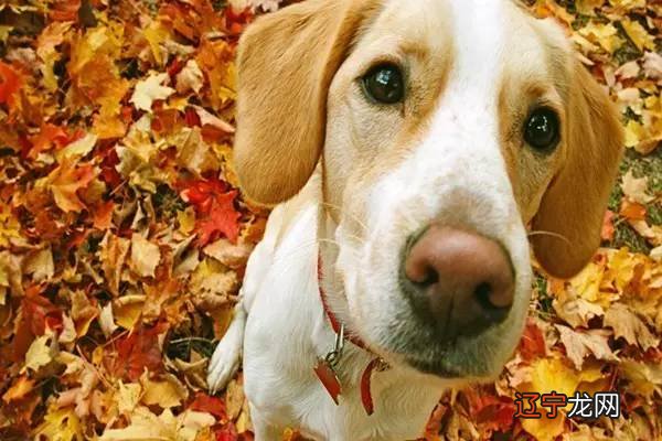 属狗的五行什么命最好?五行属性的属狗人