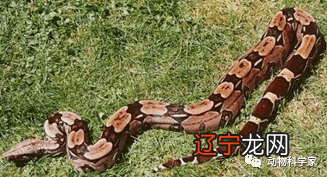 图 属蛇的人在姻缘方面上到底如何的？