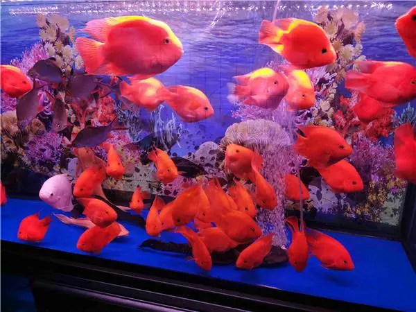 慈世堂：什么热带鱼招财金鱼在传统上被称为风水鱼