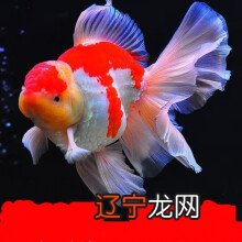 慈世堂:什么热带鱼招财金鱼在传统上被称为风水鱼