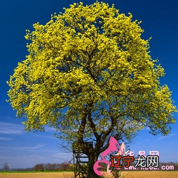 周公解梦:枯木再发子孙兴,枯木开花兴子孙!