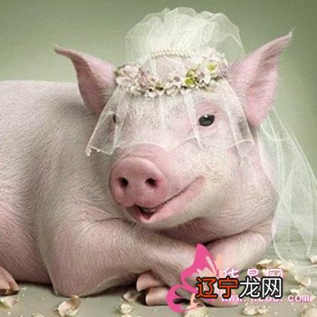组图 梦见三只猪好吗?代表着什么?