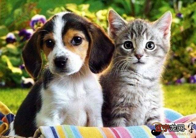 做梦梦见买狗和猫是什么意思,好不好?预示什么?