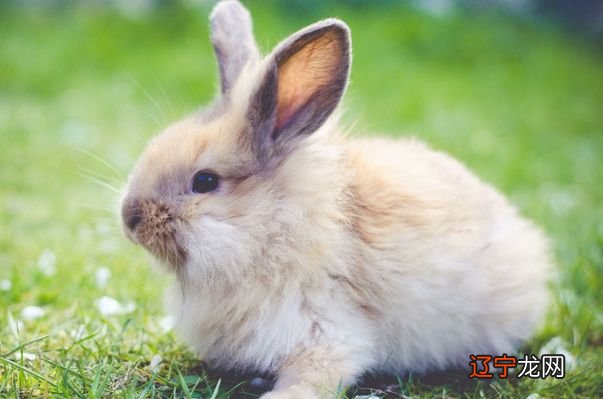 1999年 99年属兔的人年运势运程