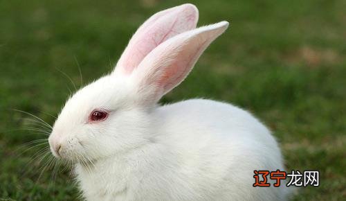 2011生肖兔五行属什么_虎尾兔头是属什么生肖_属兔?c各生肖合作