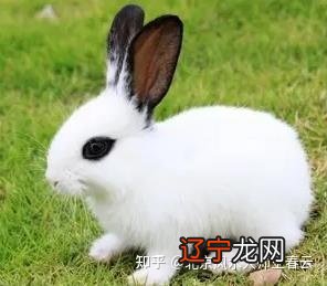 北京算命大师王春云老师是怎么说的:与属兔人相克的生肖