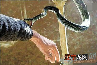 女人梦见蛇咬你自己，表示要交好运，生活会丰裕