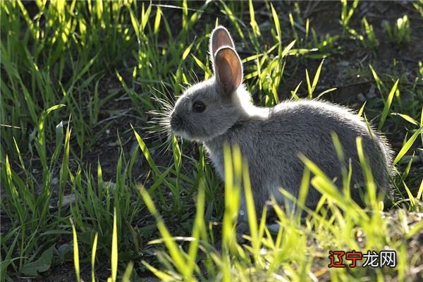 属免1987年配什么生肖_1987年生肖属什么命_男1987年4月属什么生肖