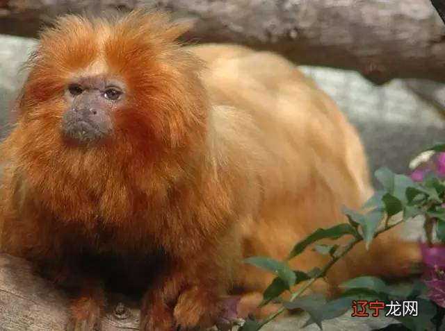 小猴子，中国字这么多该如何是好？怎么为宝宝取名字