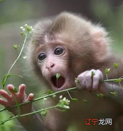 小猴子，中国字这么多该如何是好？怎么为宝宝取名字