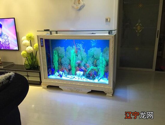 没有什么人不适合养鱼,只是养鱼需要注意一些问题