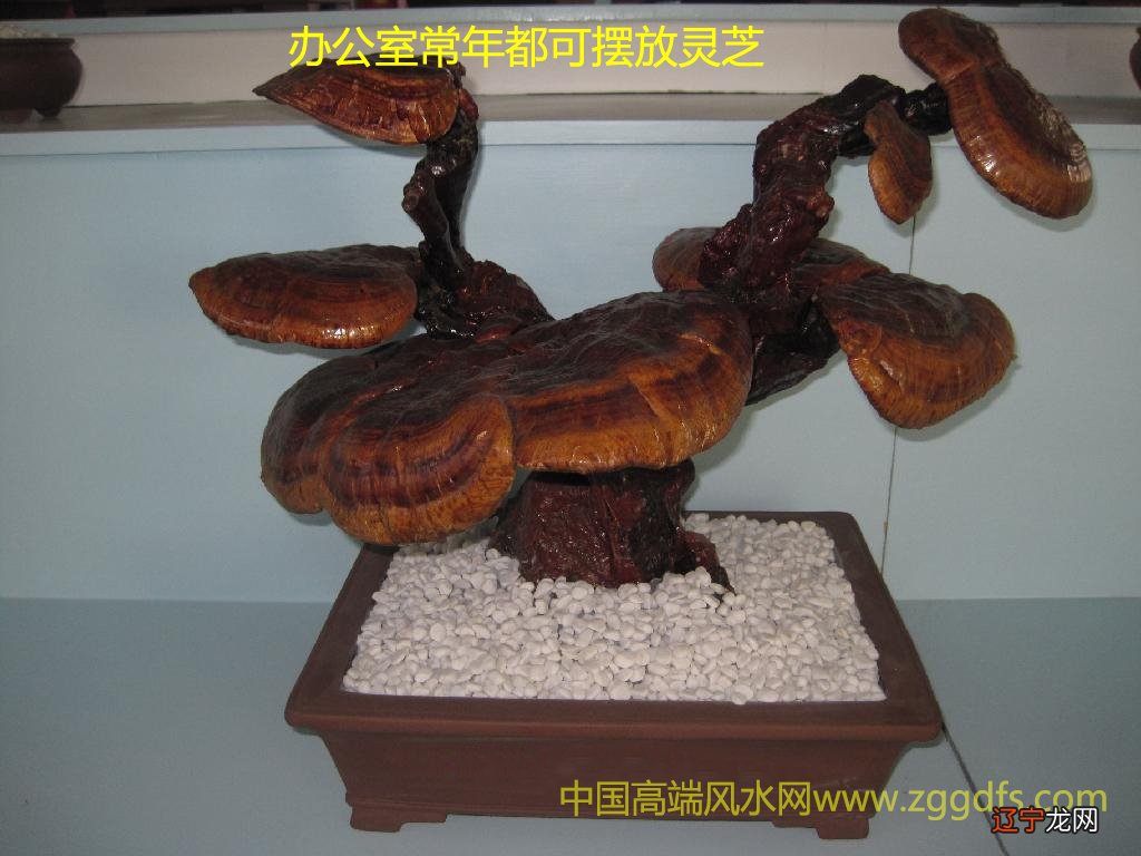 公司风水之办公室植物风水企业风水布局装修很重要!