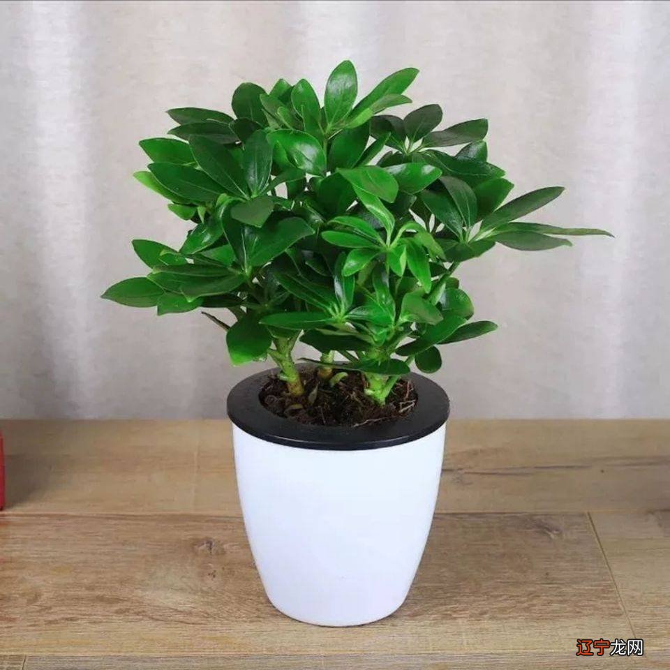 公司风水之办公室植物风水企业风水布局装修很重要!