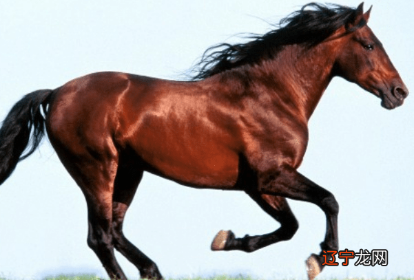 1990年属马什么颜色旺，属马的人不幸数字