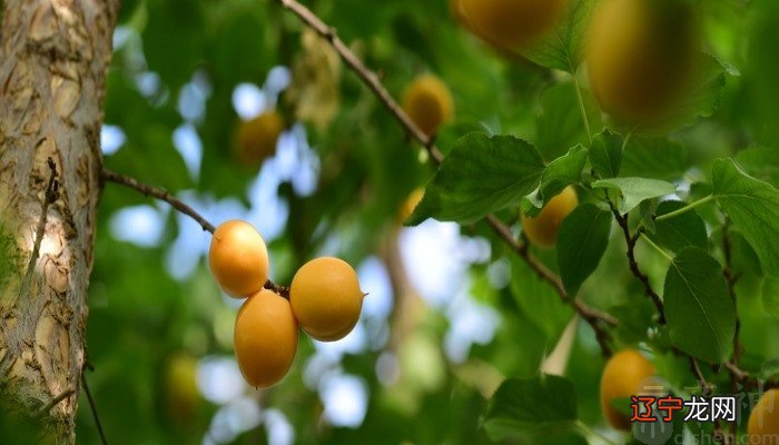 组图 如果做梦梦见杏树是有着什么寓意呢？