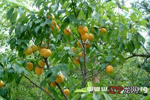 组图 如果做梦梦见杏树是有着什么寓意呢？