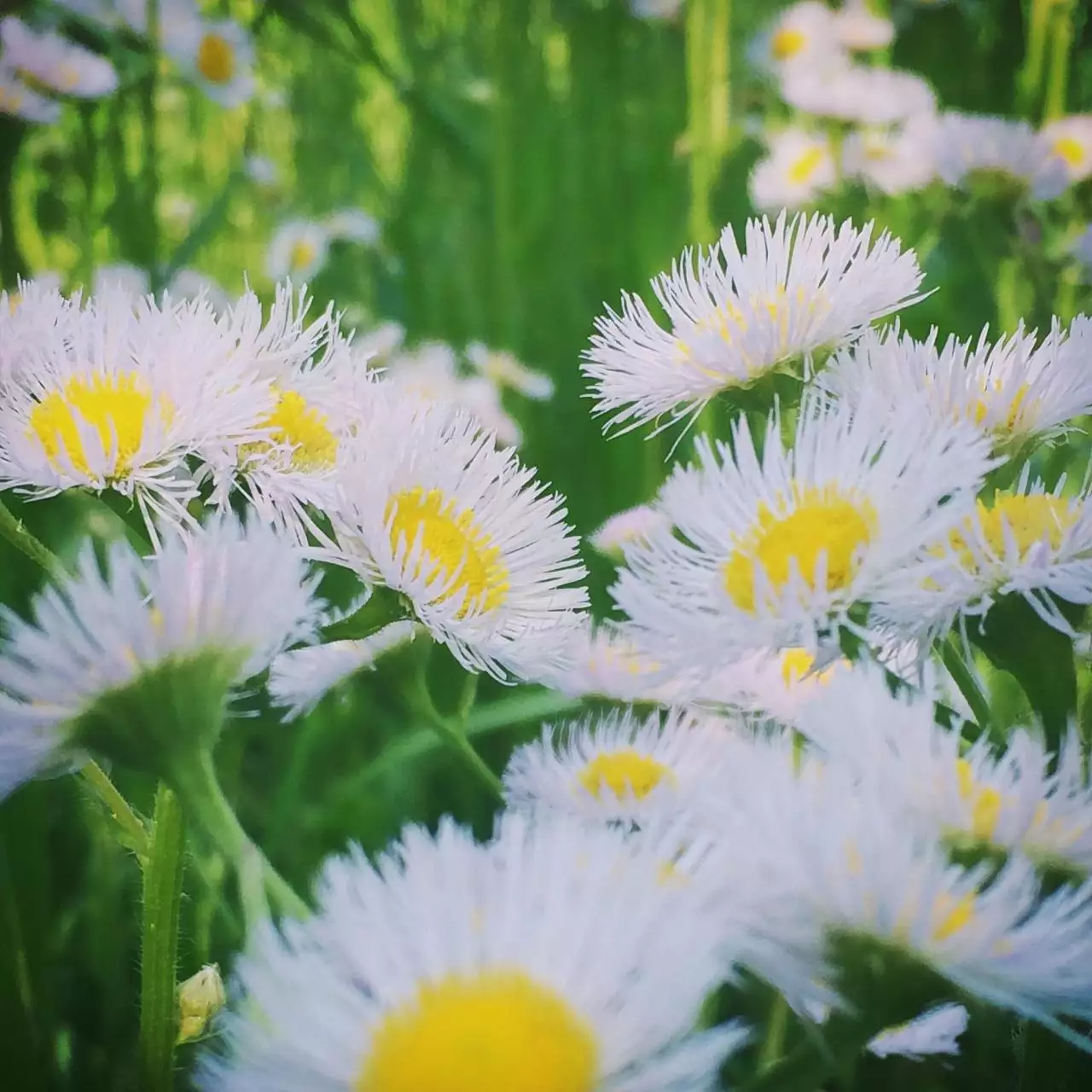 你知道正版的奇门遁甲排盘软件,真正奇门遁甲已经失传了吗?