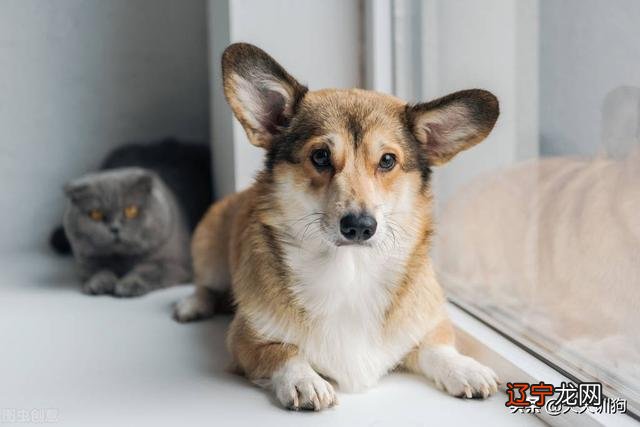 说完风水堂:说完猫狗旺宅的好处