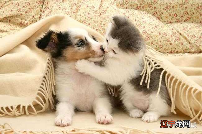 说完风水堂:说完猫狗旺宅的好处