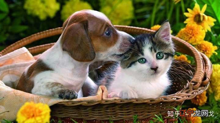 说完风水堂:说完猫狗旺宅的好处