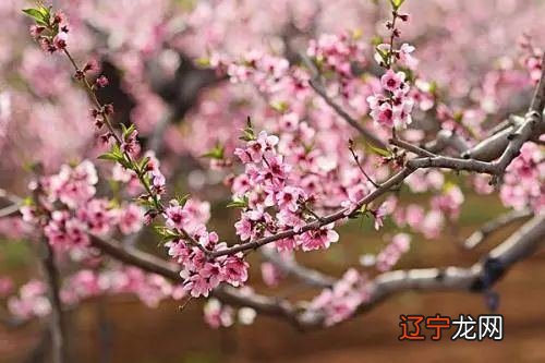 命带风水堂:命带金桃花的八字特征