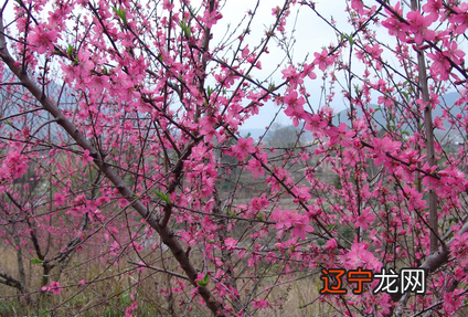 命带风水堂:命带金桃花的八字特征