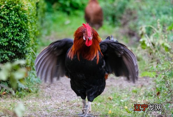 1993年生肖什么年出生人最容易和同事合作?