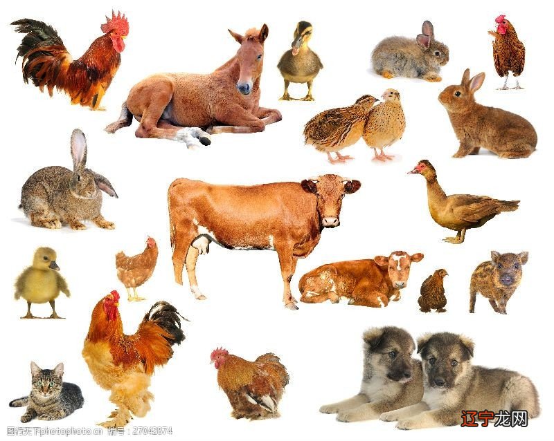 组图 属相婚配:男属鸡和女属猪相配吗?