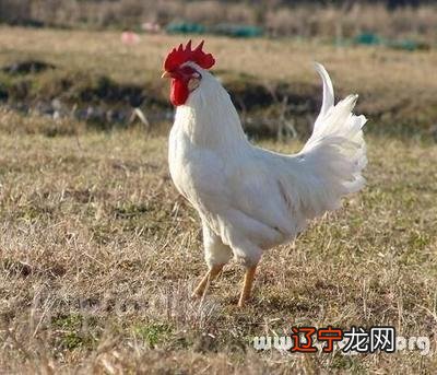 组图 属相婚配:男属鸡和女属猪相配吗?