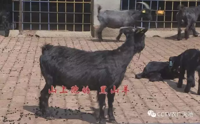 组图 属相婚配:男属鸡和女属猪相配吗?