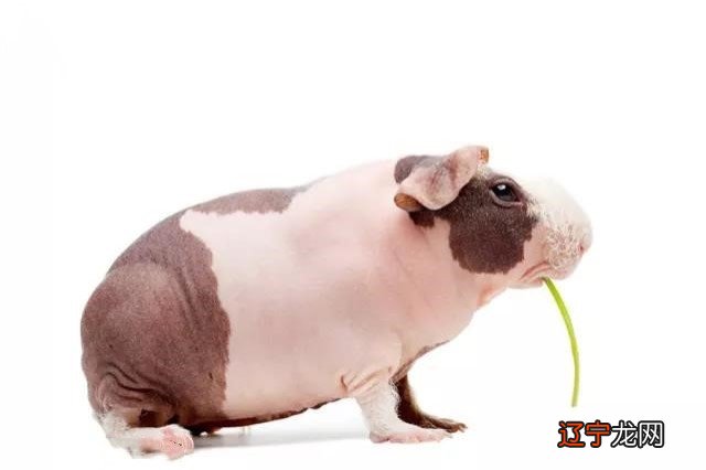 83年男属猪和85年女属牛相配吗?